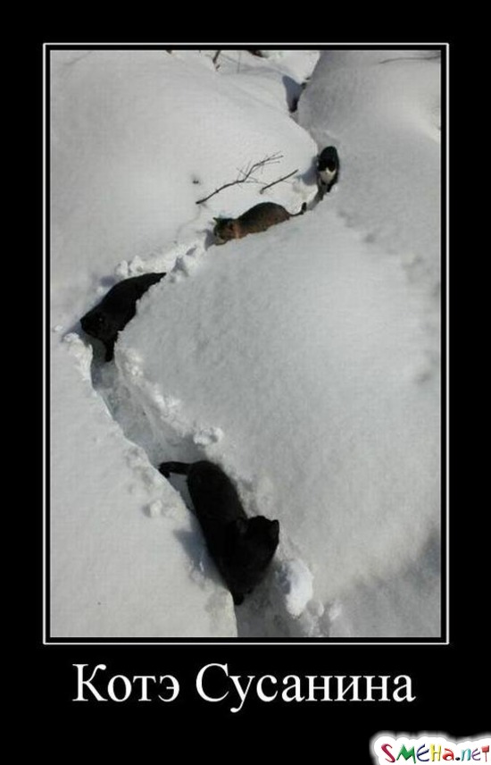Котэ Сусанина