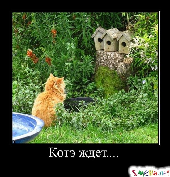 Котэ ждет....