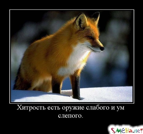 Хитрость есть оружие слабого и ум слепого.