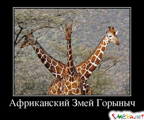Африканский Змей Горыныч