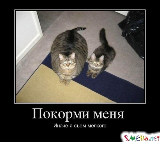 Покорми меня - Иначе я съем мелкого