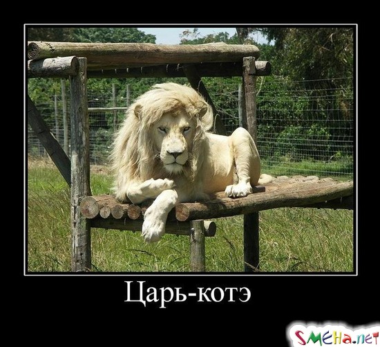 Царь - котэ