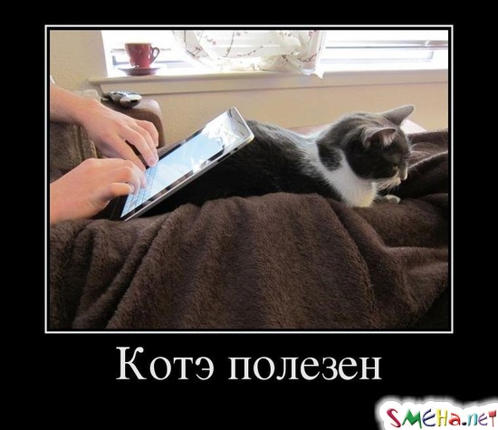 Котэ полезен