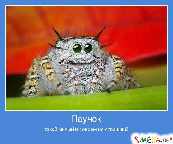 Паучок - такой милый и совсем не страшный