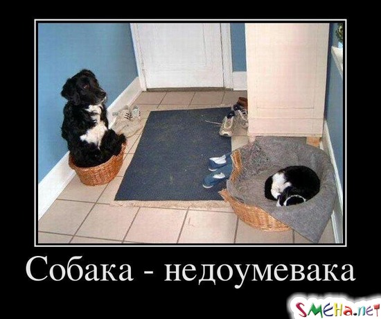 Собака - недоумевака