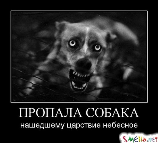 ПРОПАЛА СОБАКА - нашедшему царствие небесное