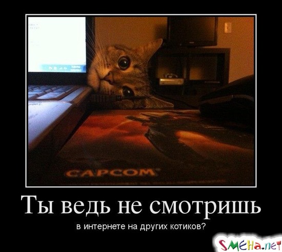 Ты ведь не смотришь в интернете на других котиков?
