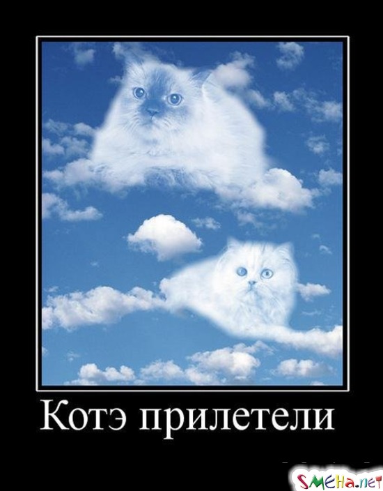 Котэ прилетели