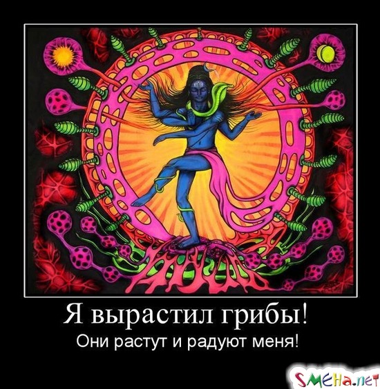 Я вырастил грибы! Они растут и радуют меня!