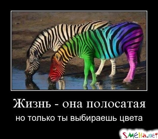 Жизнь - она полосатая - но только ты выбираешь цвета