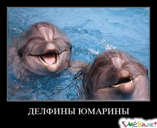 ДЕЛЬФИНЫ ЮМАРИНЫ