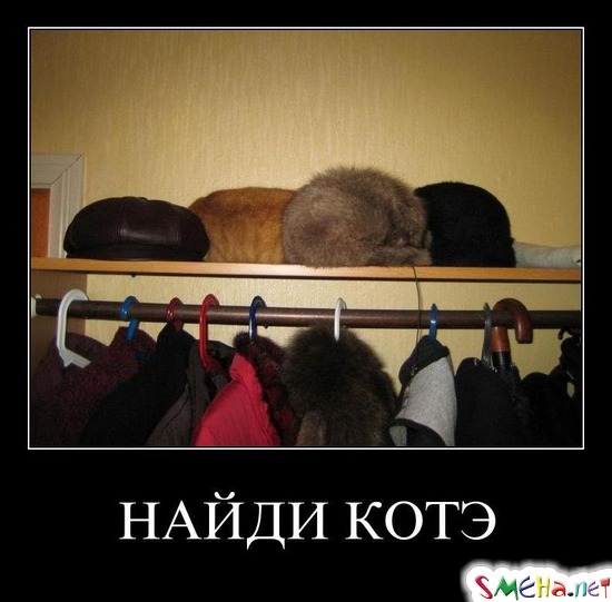 НАЙДИ КОТЭ