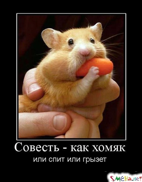 Совесть - как хомяк - или спит или грызет