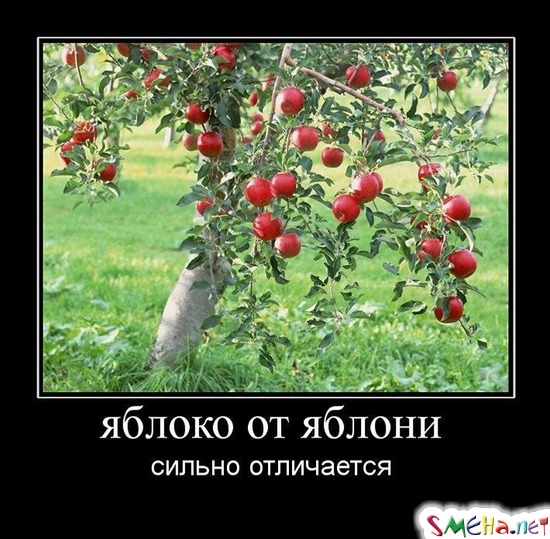 яблоко от яблони - сильно отличается