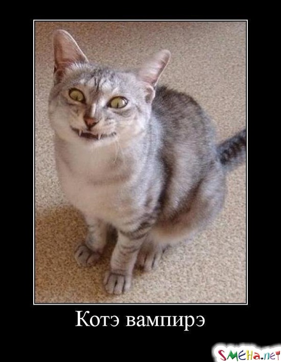 Котэ вампирэ
