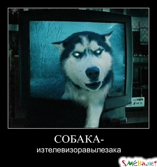 СОБАКА - из телевизора вылезака