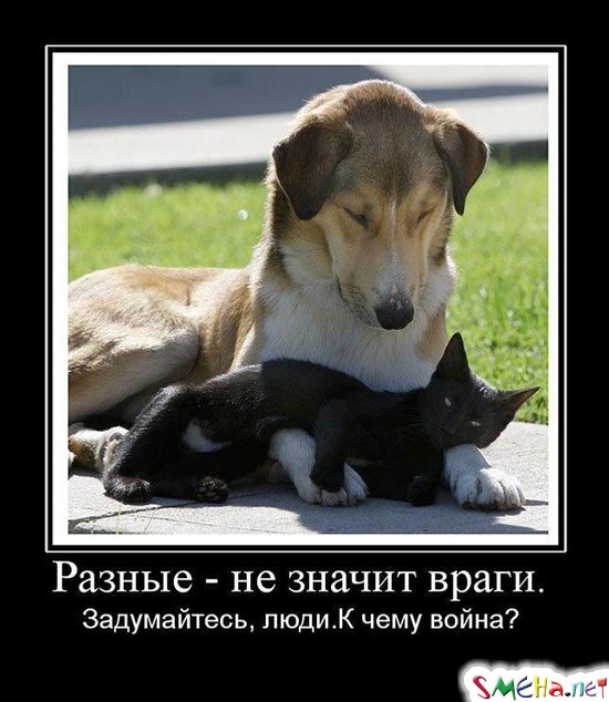 Разные - не значит враги. - Задумайтесь, люди. К чему война?