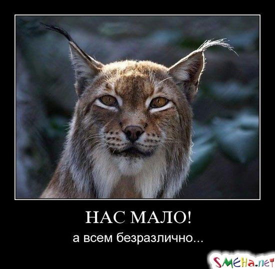 НАС МАЛО! - а всем безразлично...