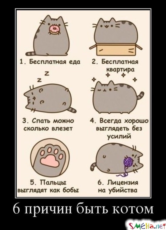 6 причин быть котом