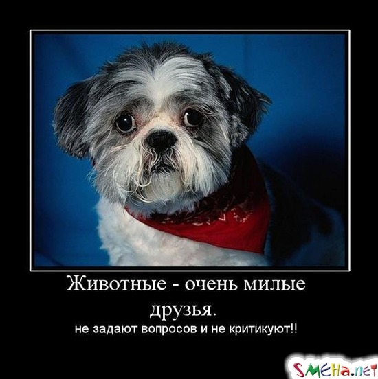 Животные - очень милые друзья.  не задают вопросов и не критикуют!!