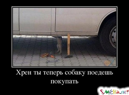 Хрен ты теперь собаку поедешь покупать