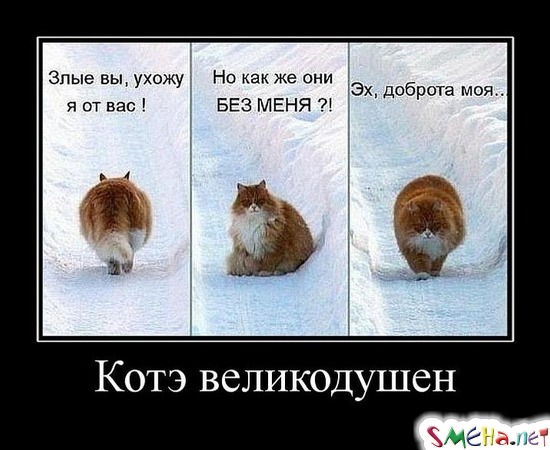 Котэ великодушен