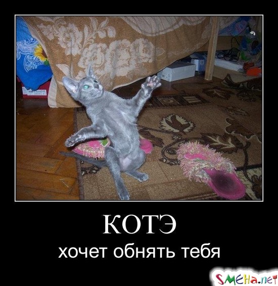 КОТЭ - хочет обнять тебя