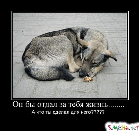 Он бы отдал за тебя жизнь...... - А что ты сделал для него?