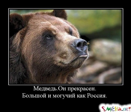 Медведь.Он прекрасен. - Большой и могучий как Россия.