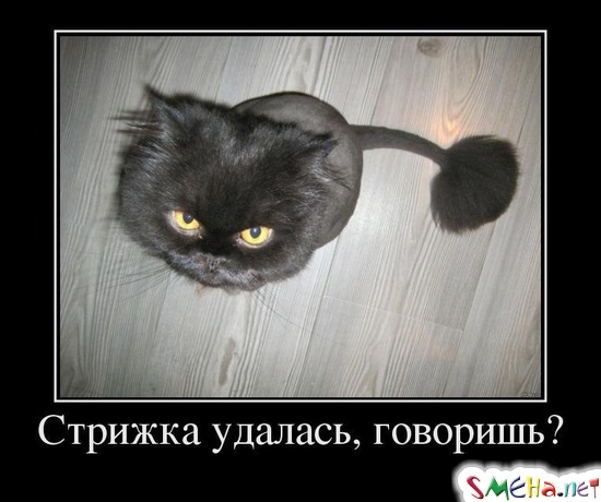 Стрижка удалась, говоришь?