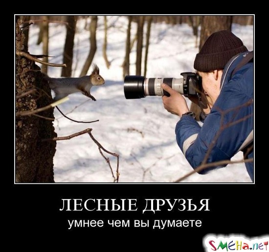 ЛЕСНЫЕ ДРУЗЬЯ - умнее чем вы думаете