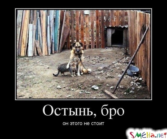 Остынь, бро он этого не стоит