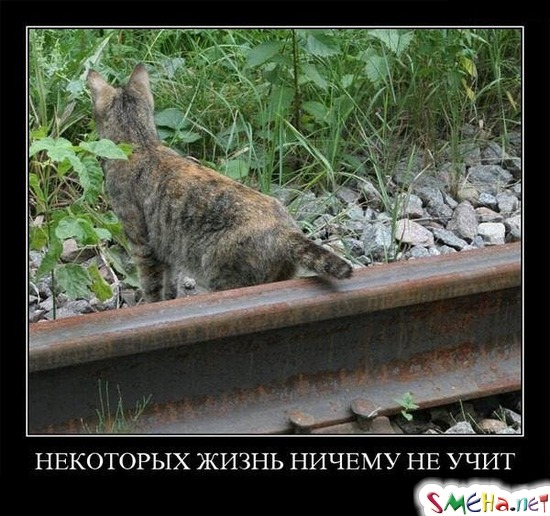 НЕКОТОРЫХ ЖИЗНЬ НИЧЕМУ НЕ УЧИТ