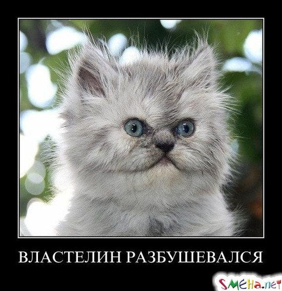 ВЛАСТЕЛИН РАЗБУШЕВАЛСЯ