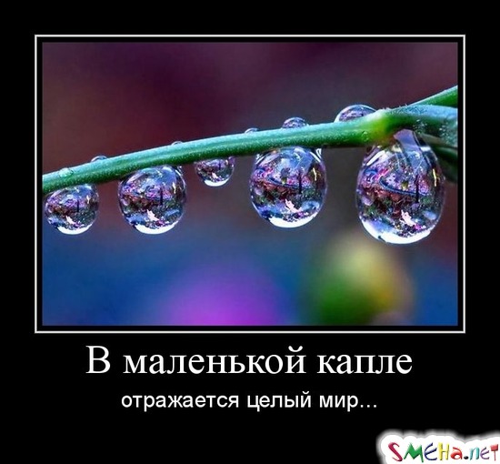 В маленькой капле отражается целый мир...