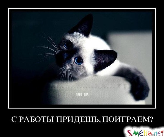 С РАБОТЫ ПРИДЕШЬ, ПОИГРАЕМ?