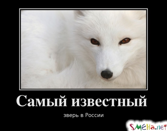 Самый известный - зверь в России