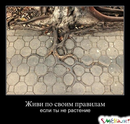 Живи по своим правилам - если ты не растение