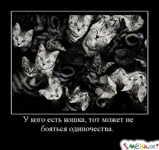 У кого есть кошка, тот может не бояться одиночества