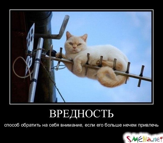 Вредность  способ обратить на себя внимание, если его больше нечем привлечь