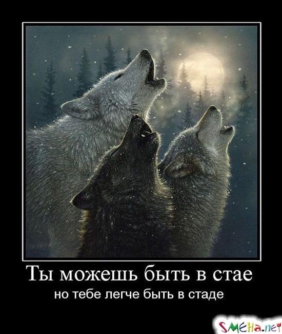 Ты можешь быть в стае - но тебе легче быть в стаде