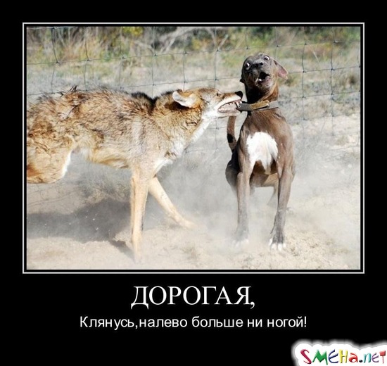ДОРОГАЯ, - Клянусь, налево больше ни ногой!