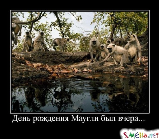 День рождения Маугли был вчера...
