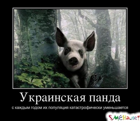 Украинская панда - с каждым годом их популяция катастрофически уменьшается