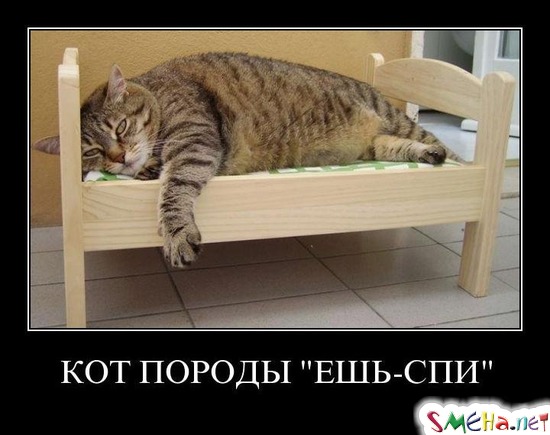 КОТ ПОРОДЫ ЕШЬ-СПИ