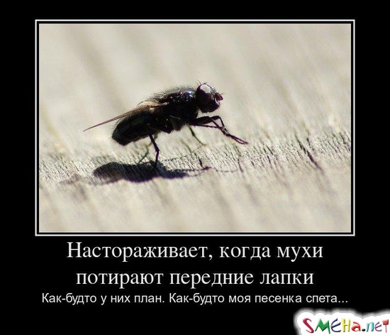 Настораживает, когда мухи потирают передние лапки Как-будто у них план. Как-будто моя песенка спета