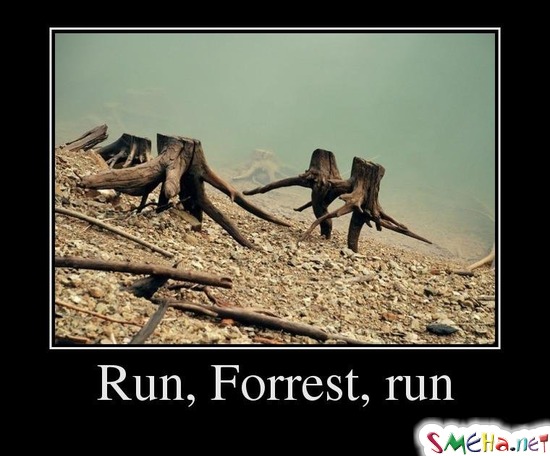 Run, Forrest, run