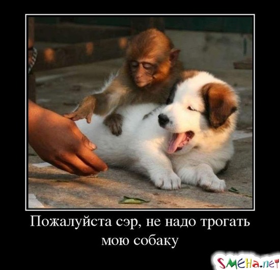 Пожалуйста сэр, не надо трогать мою собаку