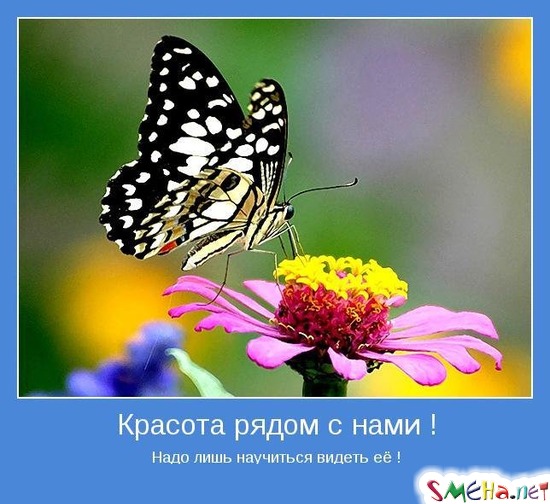 Красота рядом с нами ! - Надо лишь научиться видеть её !