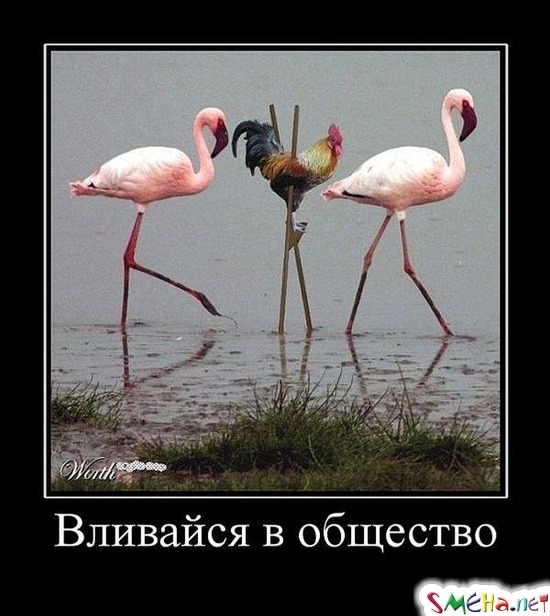 Вливайся в общество